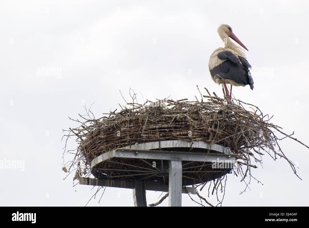 White storks in the nest Stock Photo