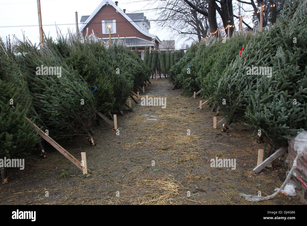 Secular christmas hires stock photography and images Alamy