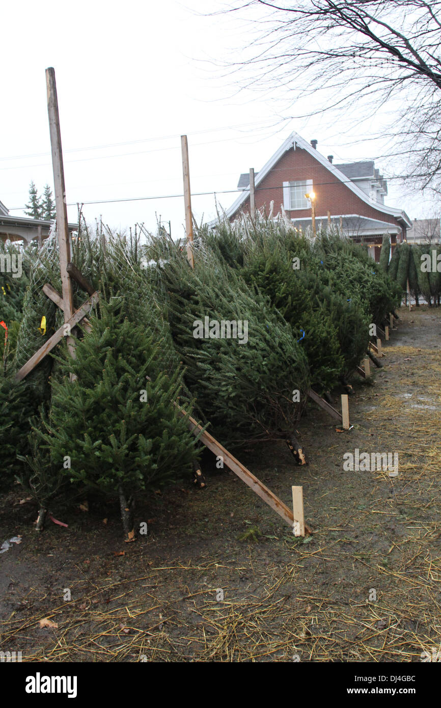 Secular Christmas High Resolution Stock Photography and Images Alamy