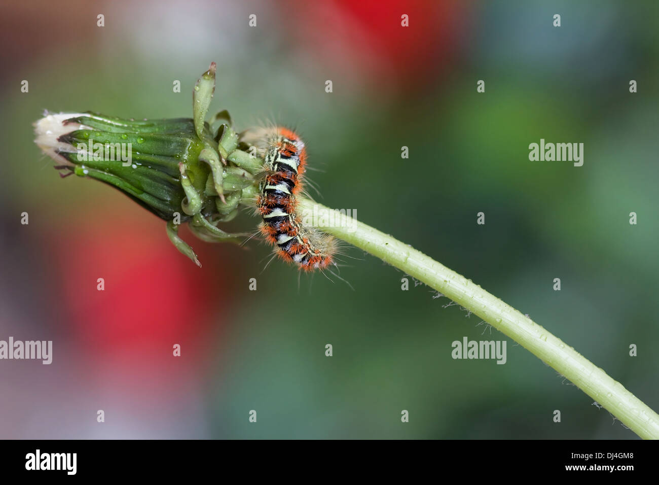 Caterpillar on a flower bud Stock Photo Alamy