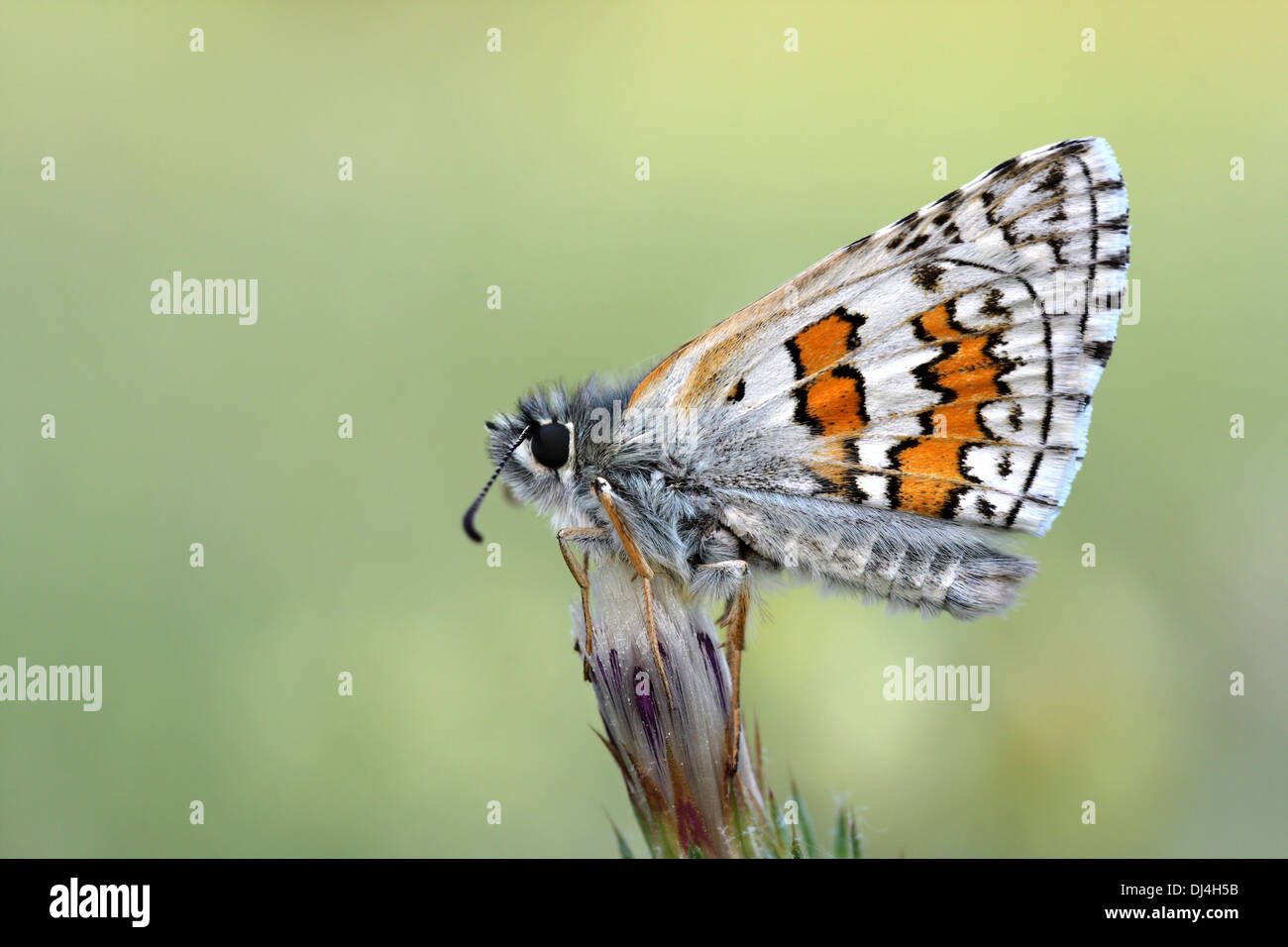 Spring butterfly hi-res stock photography and images - Alamy