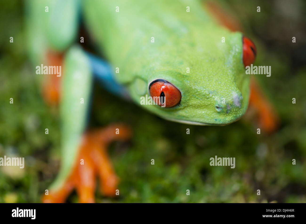 RedEyed Tree Frog (Agalychnis Callidryas); California, United States