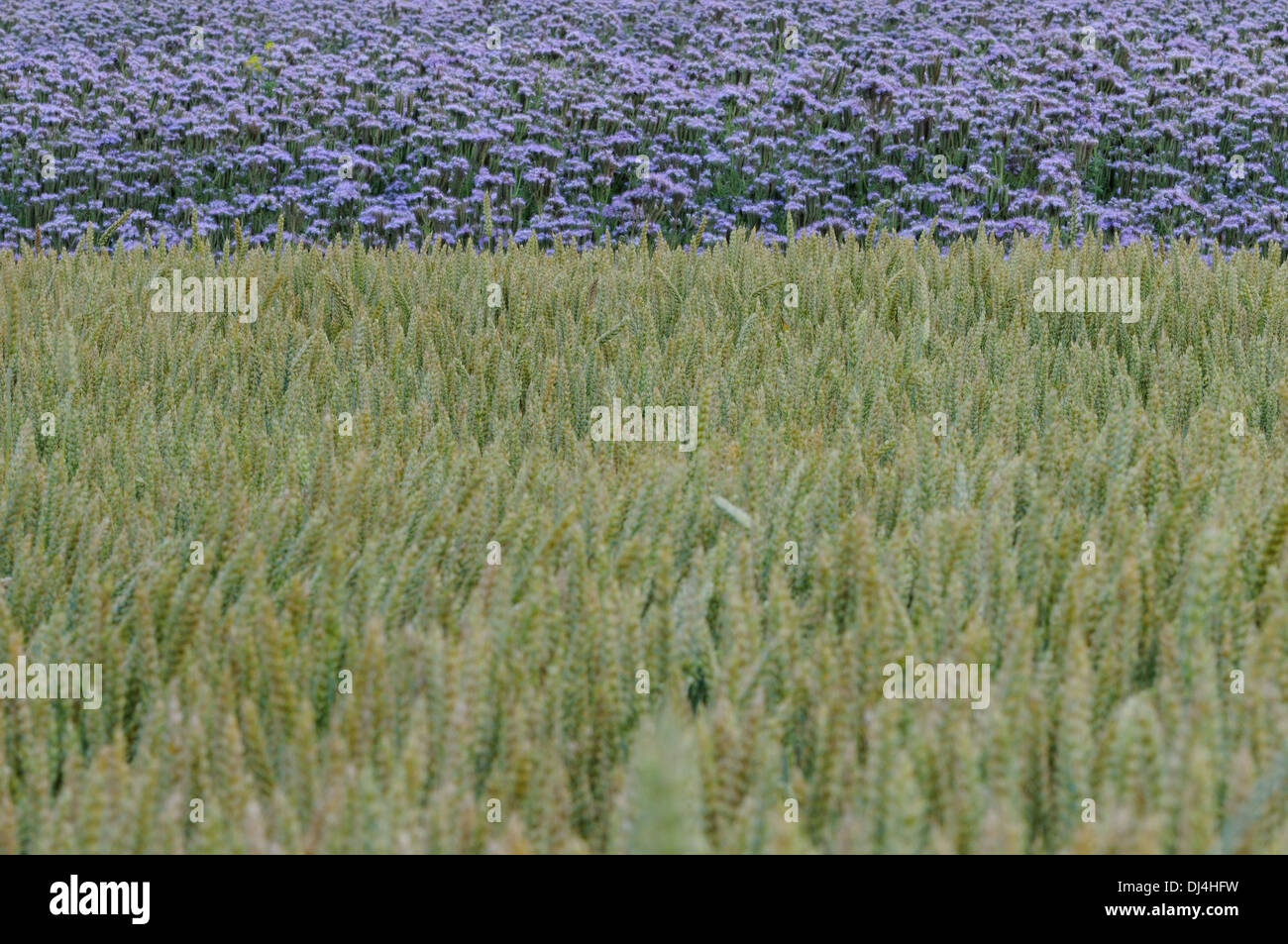 Field with Flowers and  Wheat Stock Photo