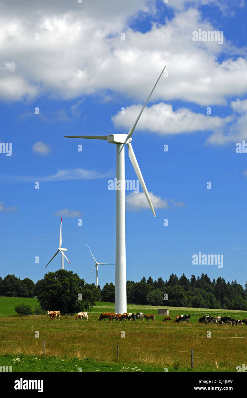 Cattle grazing under wind turbines Stock Photo