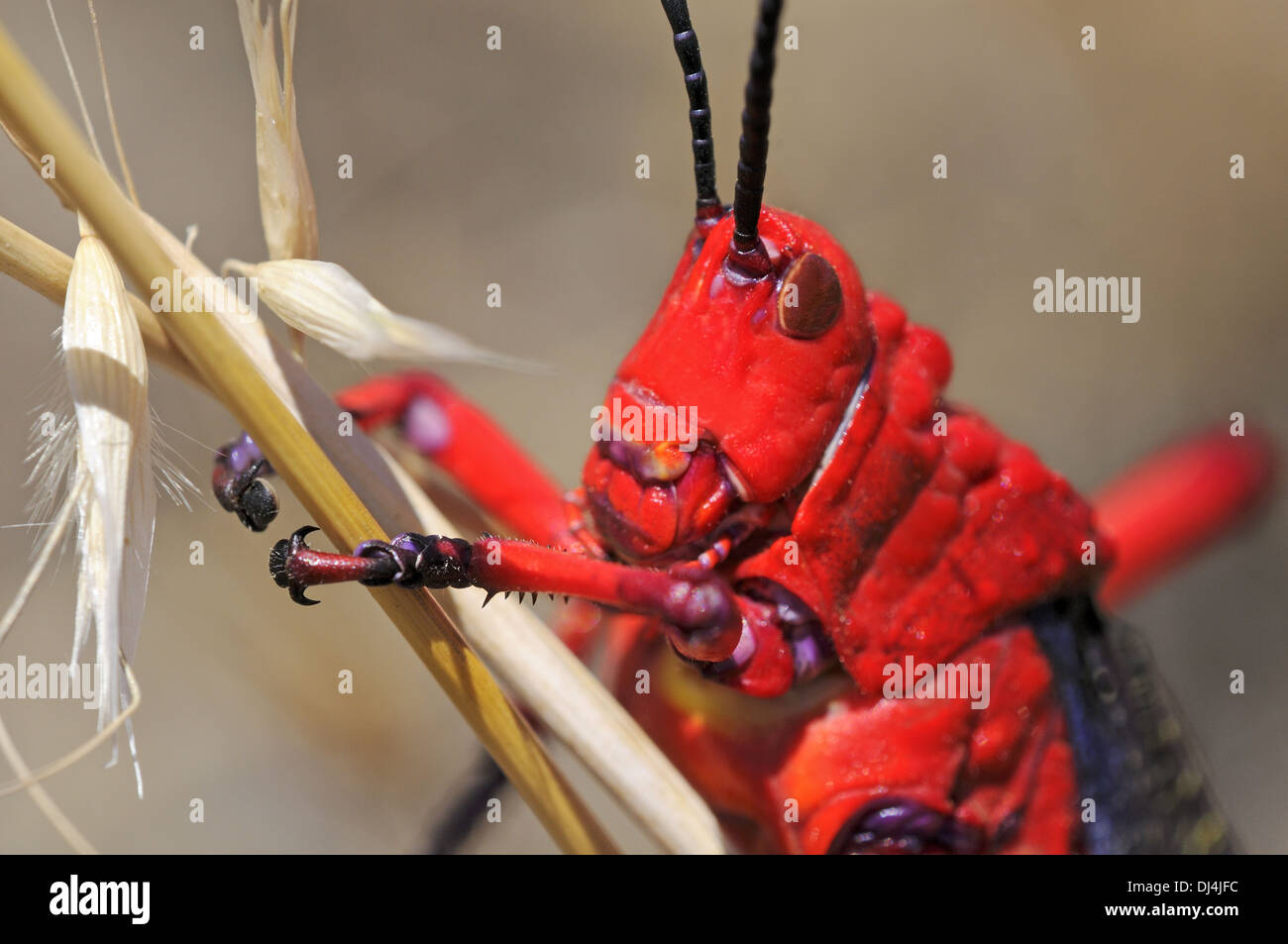 Common milkweed locust, South Africa Stock Photo