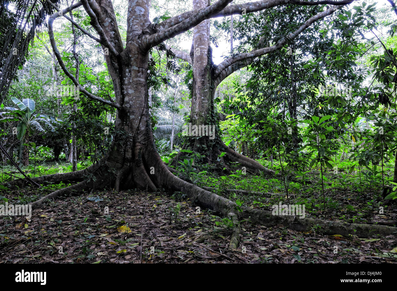 Jungle trees hires stock photography and images Alamy
