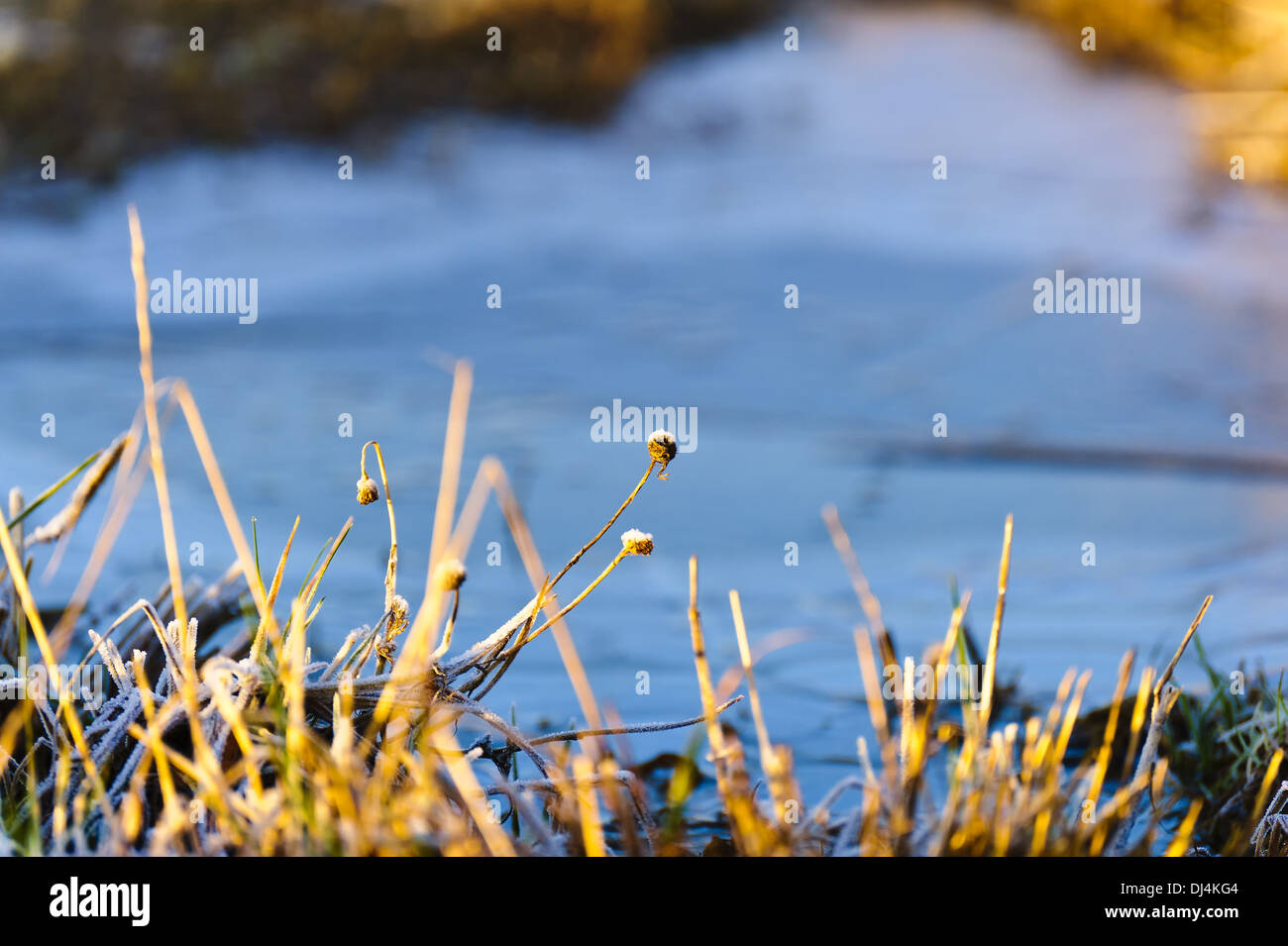 withered grass at Frost Stock Photo