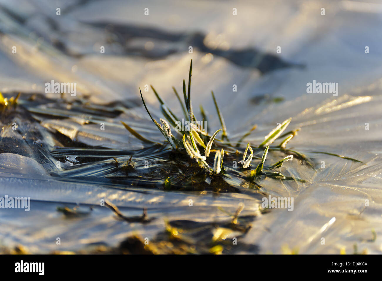 Grass with a layer of ice in winter Stock Photo