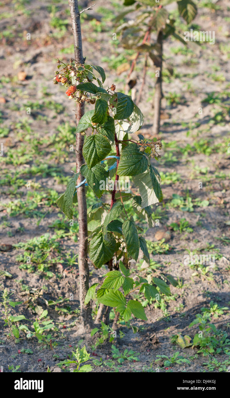 young raspberry bush growing in the garden Stock Photo Alamy