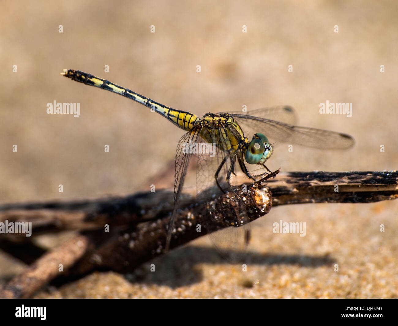 Yellow dragonfly with green eyes closeup on a stick Stock Photo - Alamy