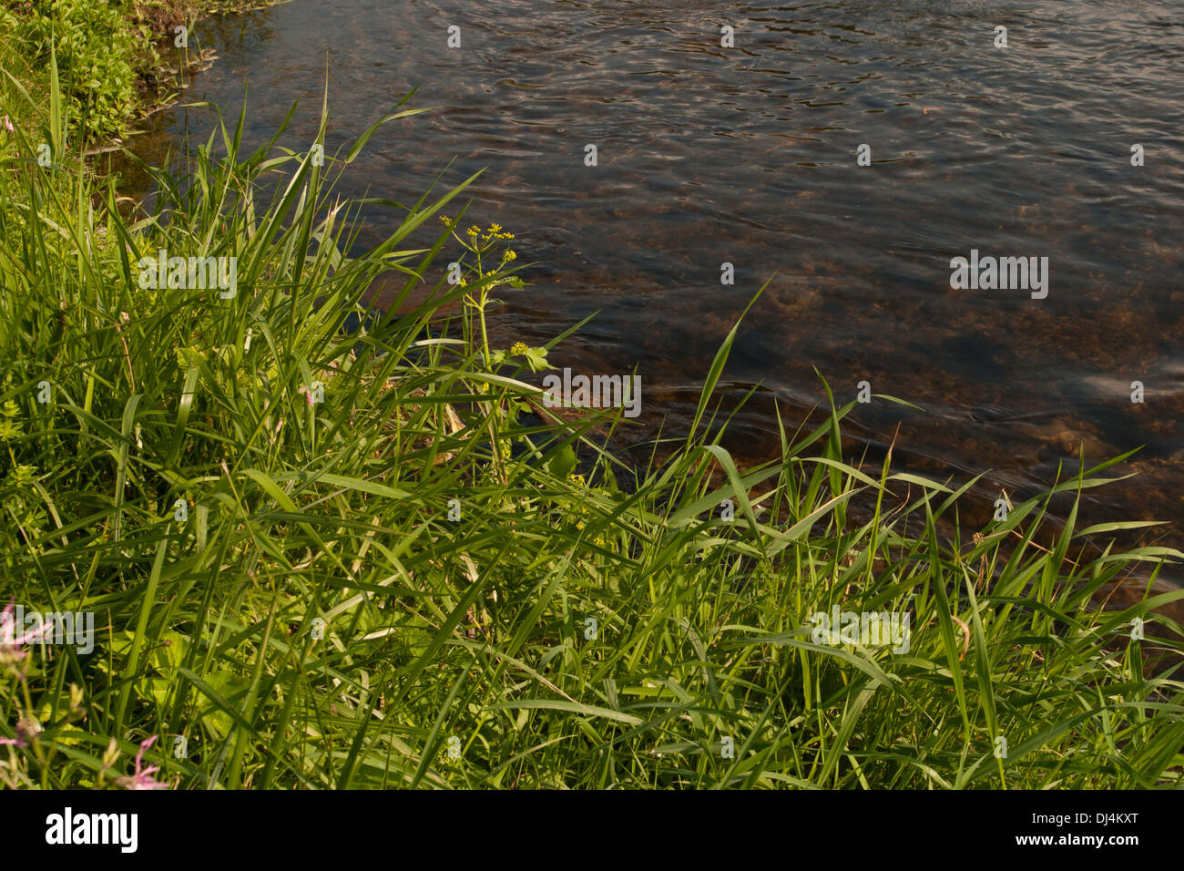 Summer grasses and plants along a gentle river in Adams, Massachusetts. Stock Photo