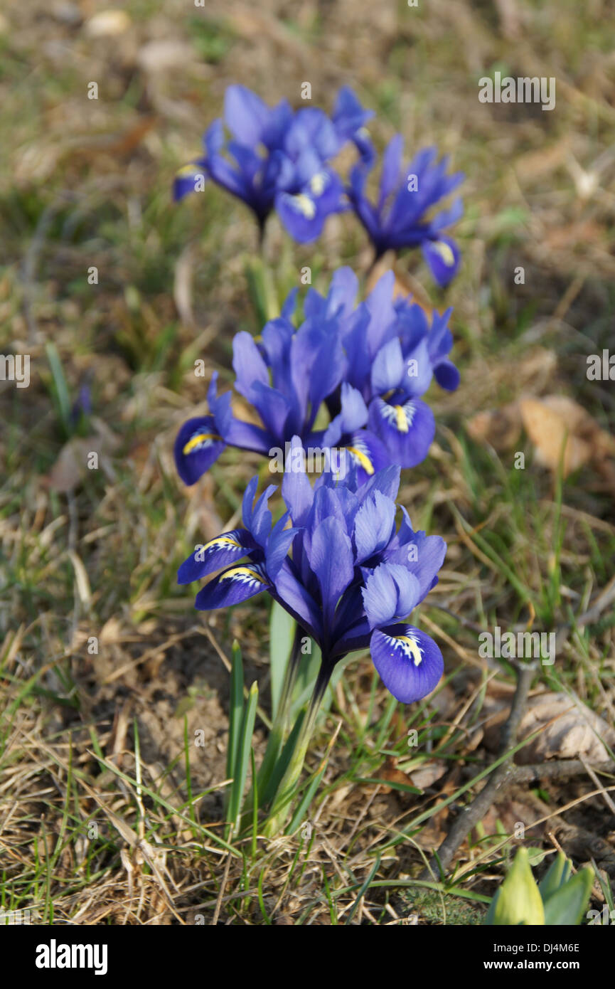 Irises Stock Photo