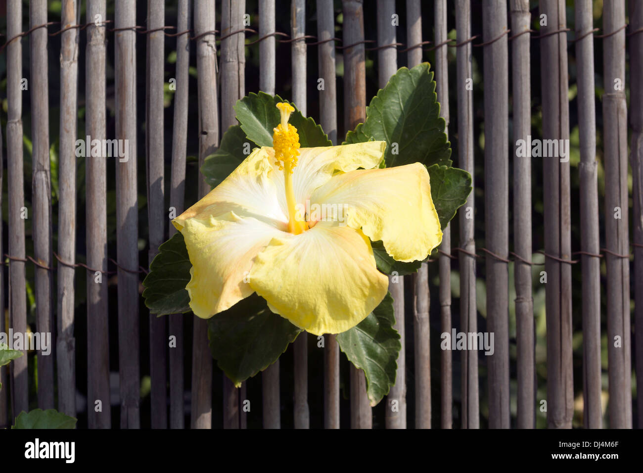 Yellow flower on a bamboo fence Stock Photo