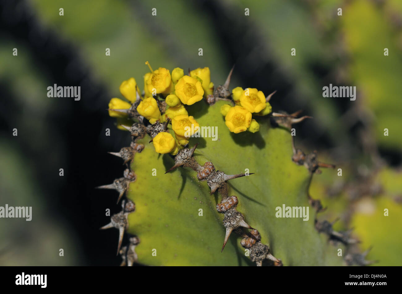 Euphorbia venenata Stock Photo