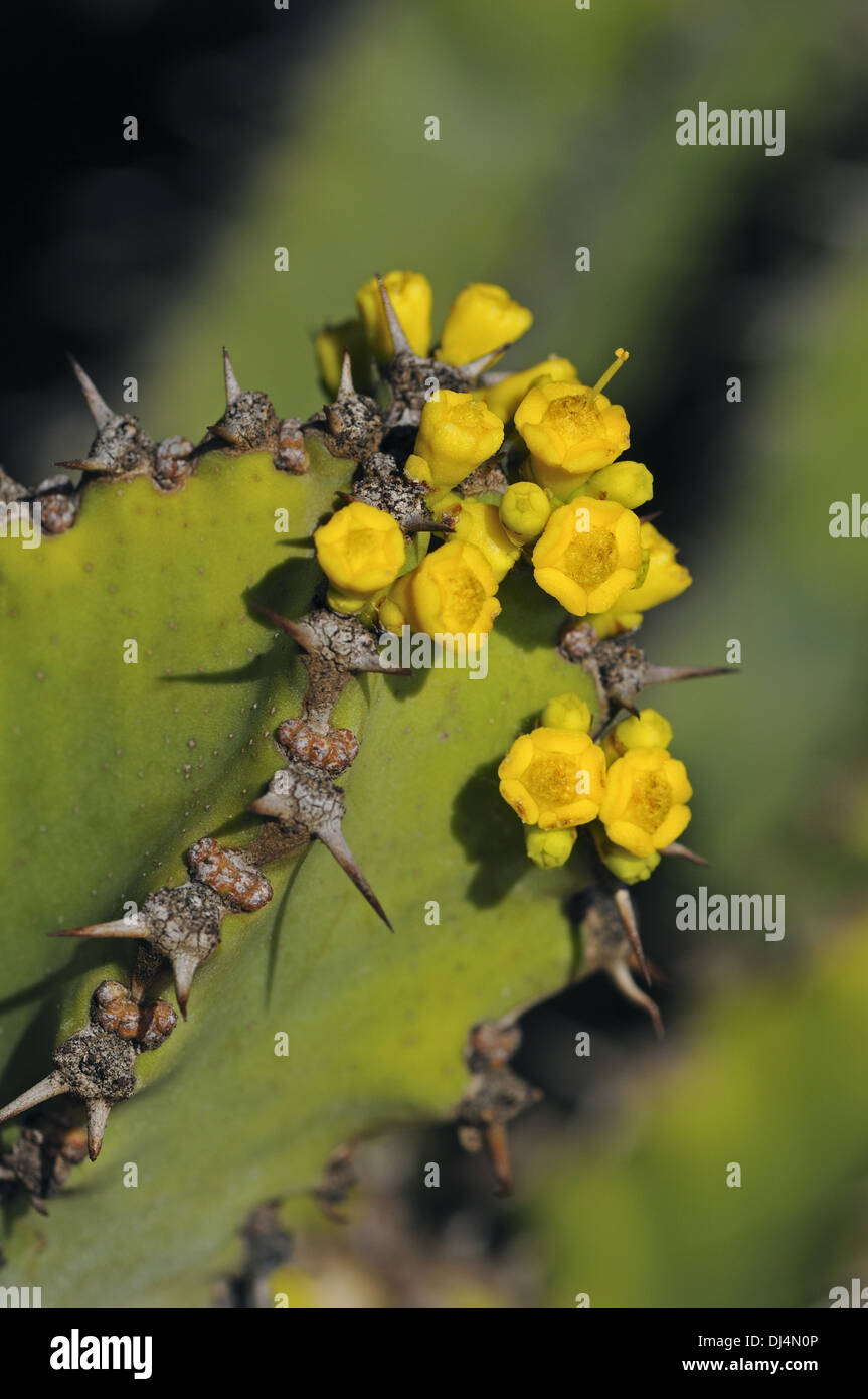 Euphorbia venenata Stock Photo