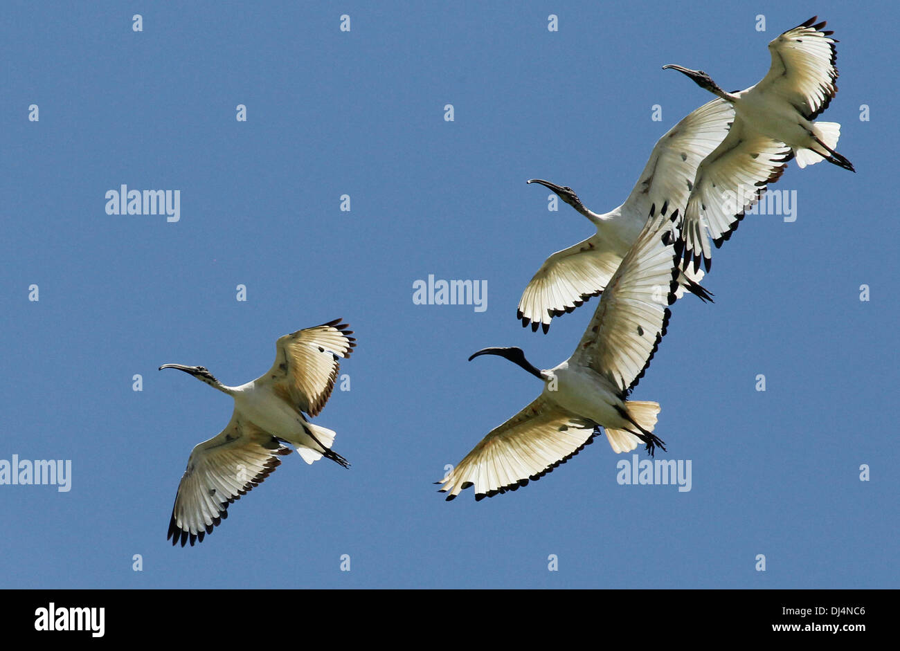 Sacred Ibis Threskiornis aethiopicus Stock Photo Alamy