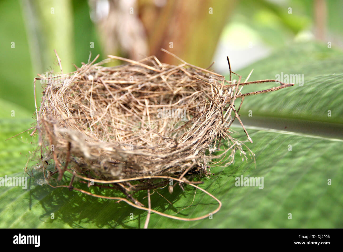 The picture Nests on the leaf in Backyard. Stock Photo