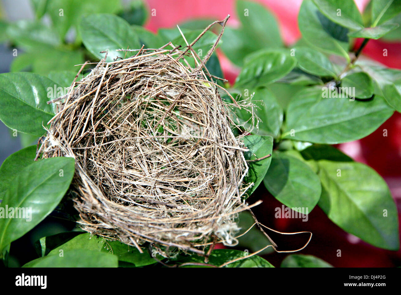 The picture Nests on the leaf in Backyard. Stock Photo