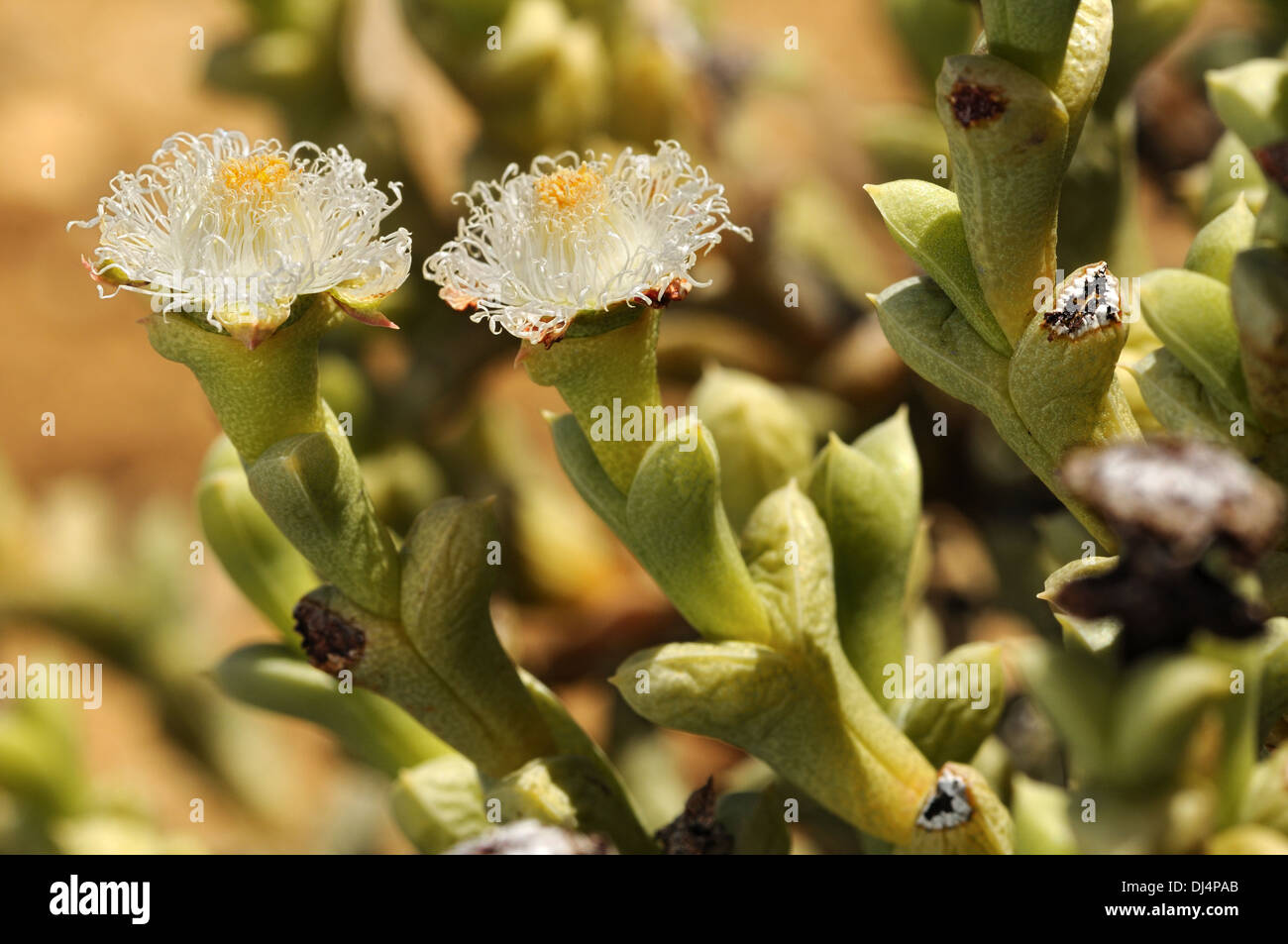 flowers of Polymita albiflora Stock Photo