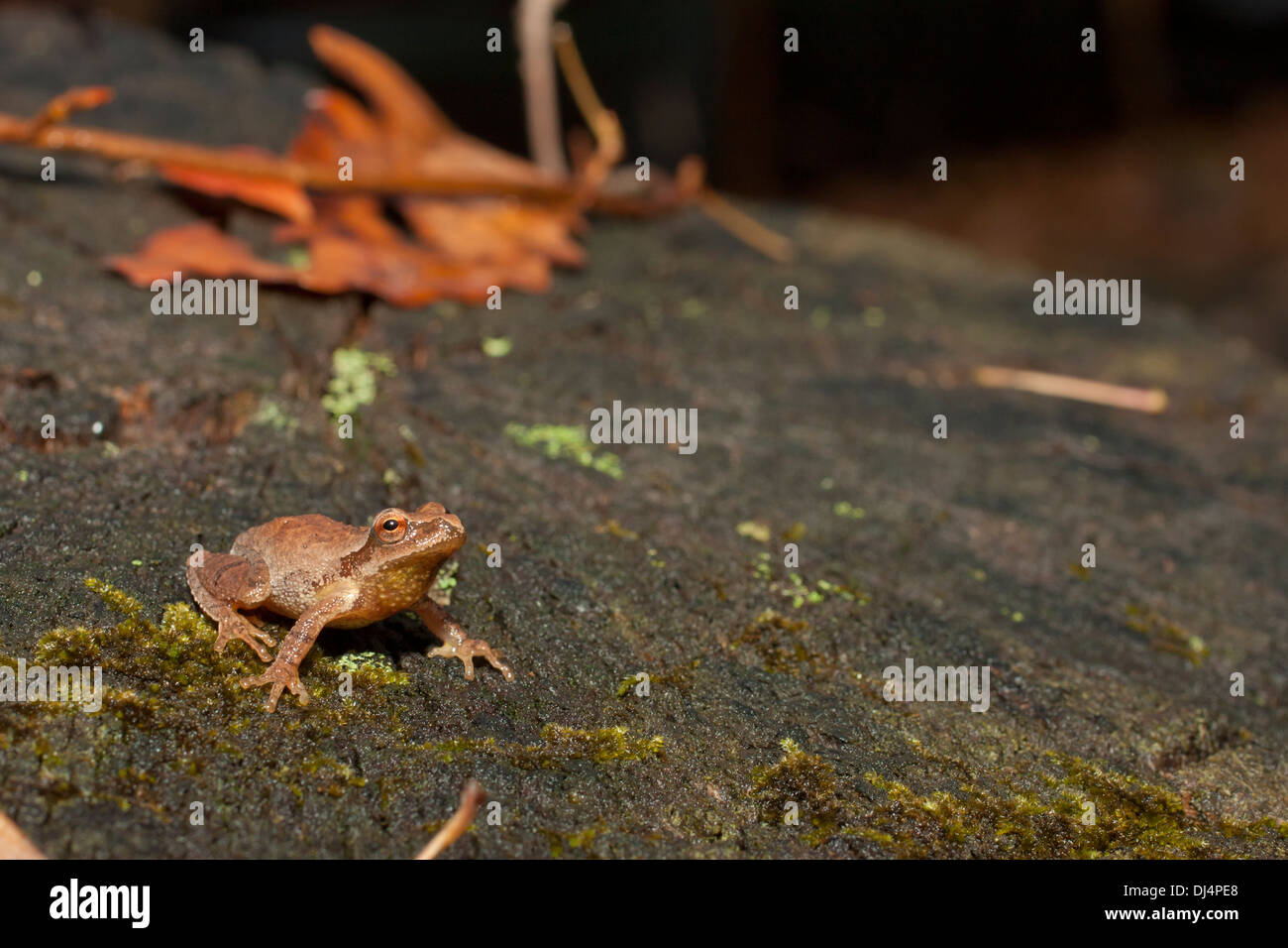 Spring Peeper Spring Peeper Pseudacris Crucifer Crucifer Frog Frog Spring Peeper Spring Peeper Pseudacris Crucifer Crucifer Frog Frog DJ4PE8