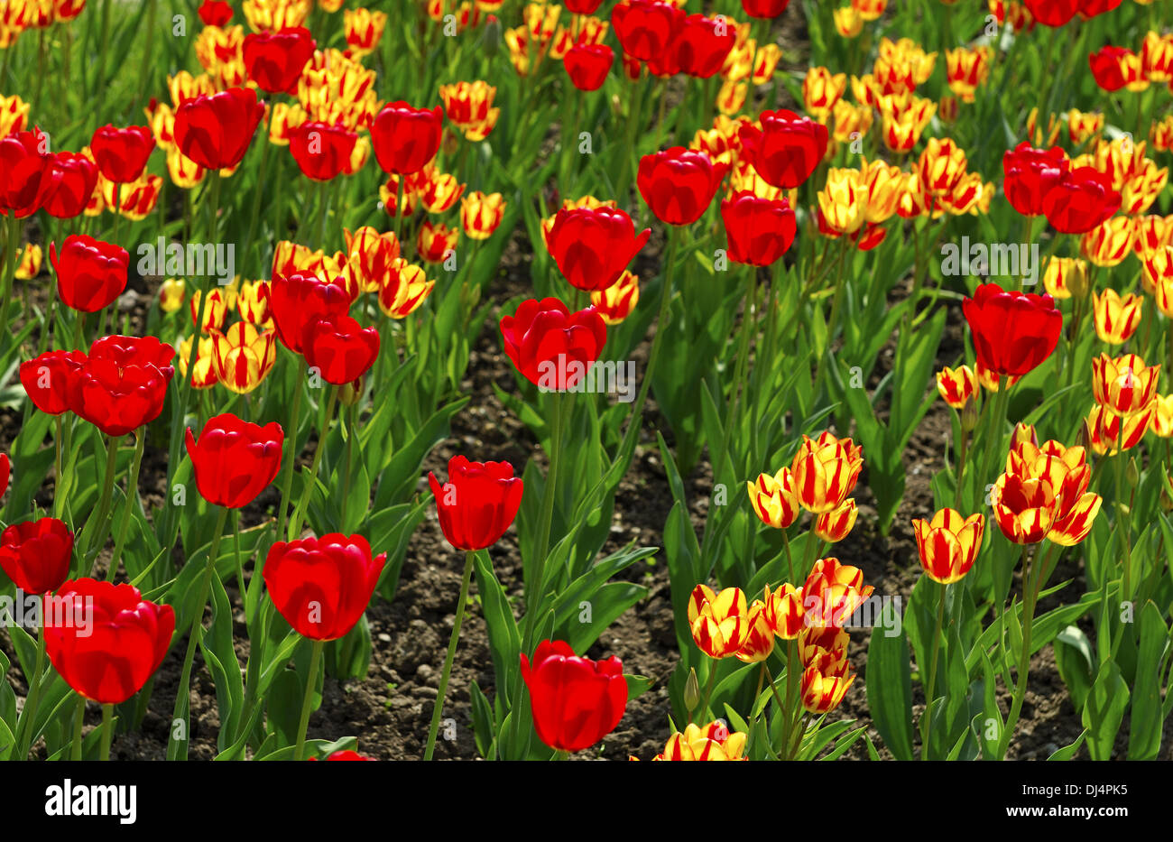Red Gorgette und Colour Spectacle Tulips Stock Photo