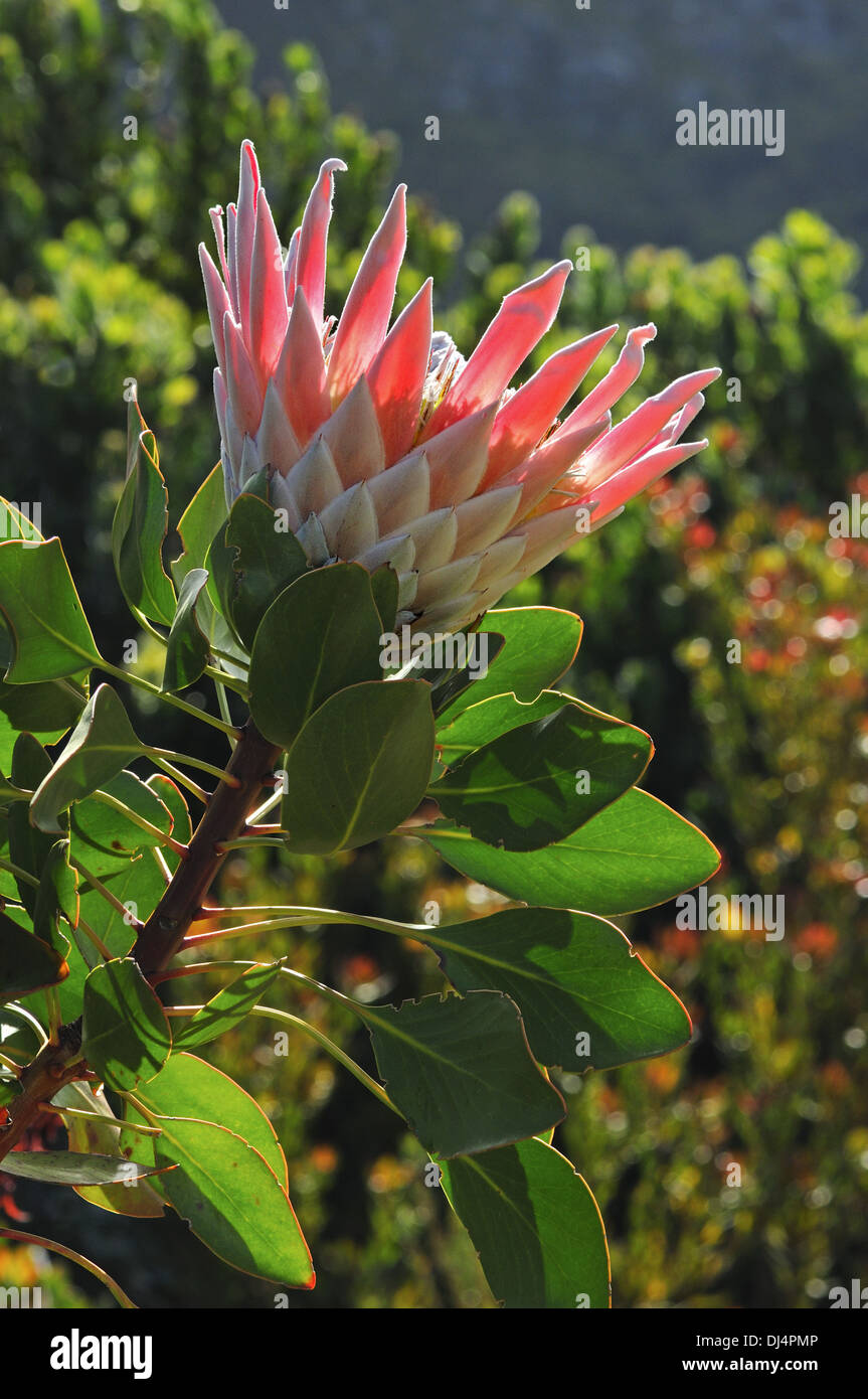 King Protea, South Africa Stock Photo