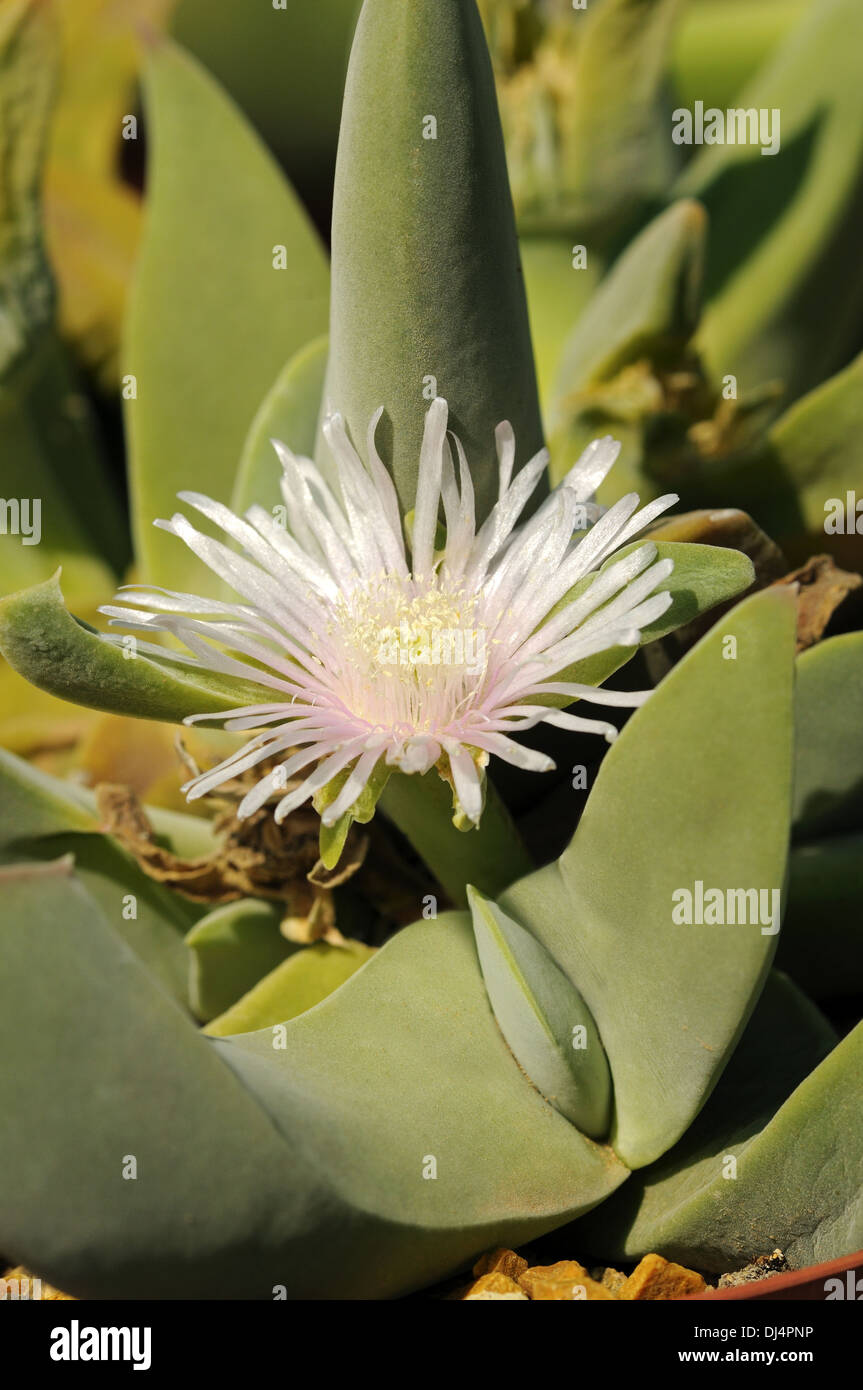 Gibbaeum velutinum, Namaqualand, South Africa Stock Photo