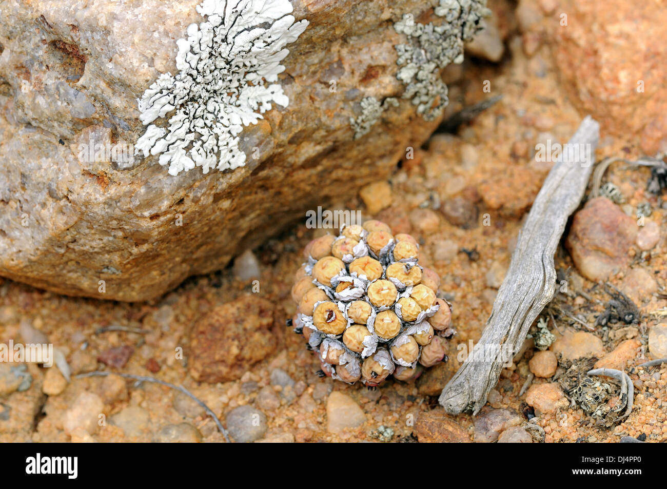 Conophytum sp. waiting for the rainfall Stock Photo