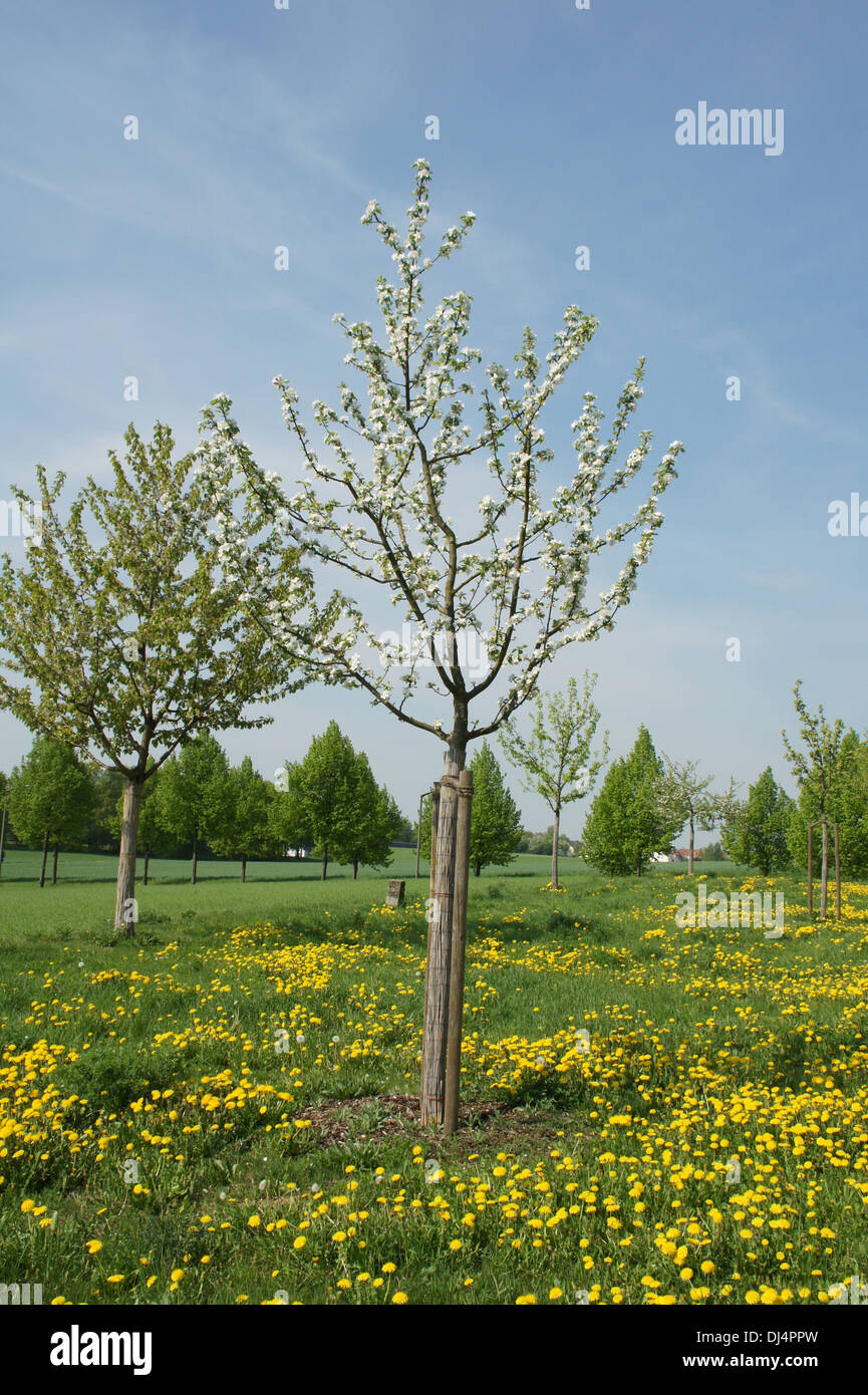 Apple tree hires stock photography and images Alamy