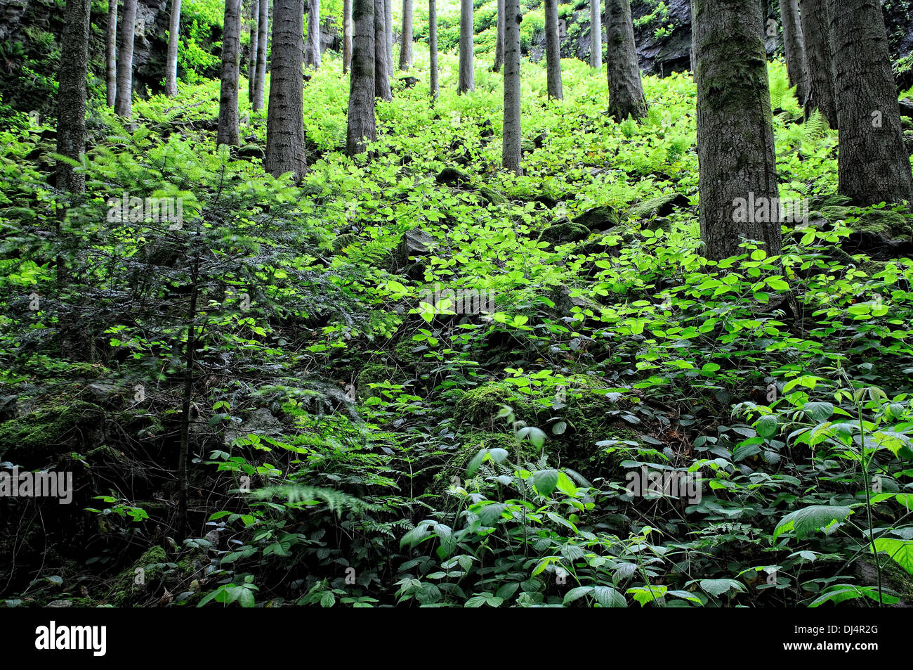 Montane forest on steep slopes Stock Photo