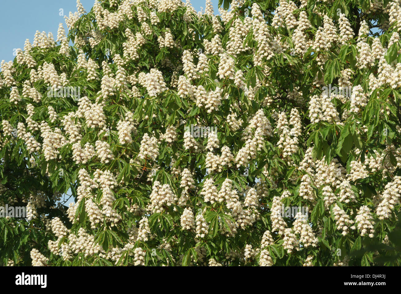 Horse Chestnut Stock Photo