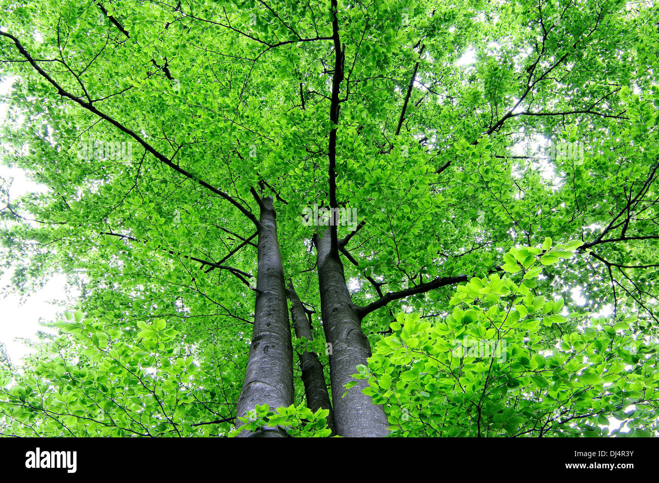 Under the beech trees Stock Photo Alamy