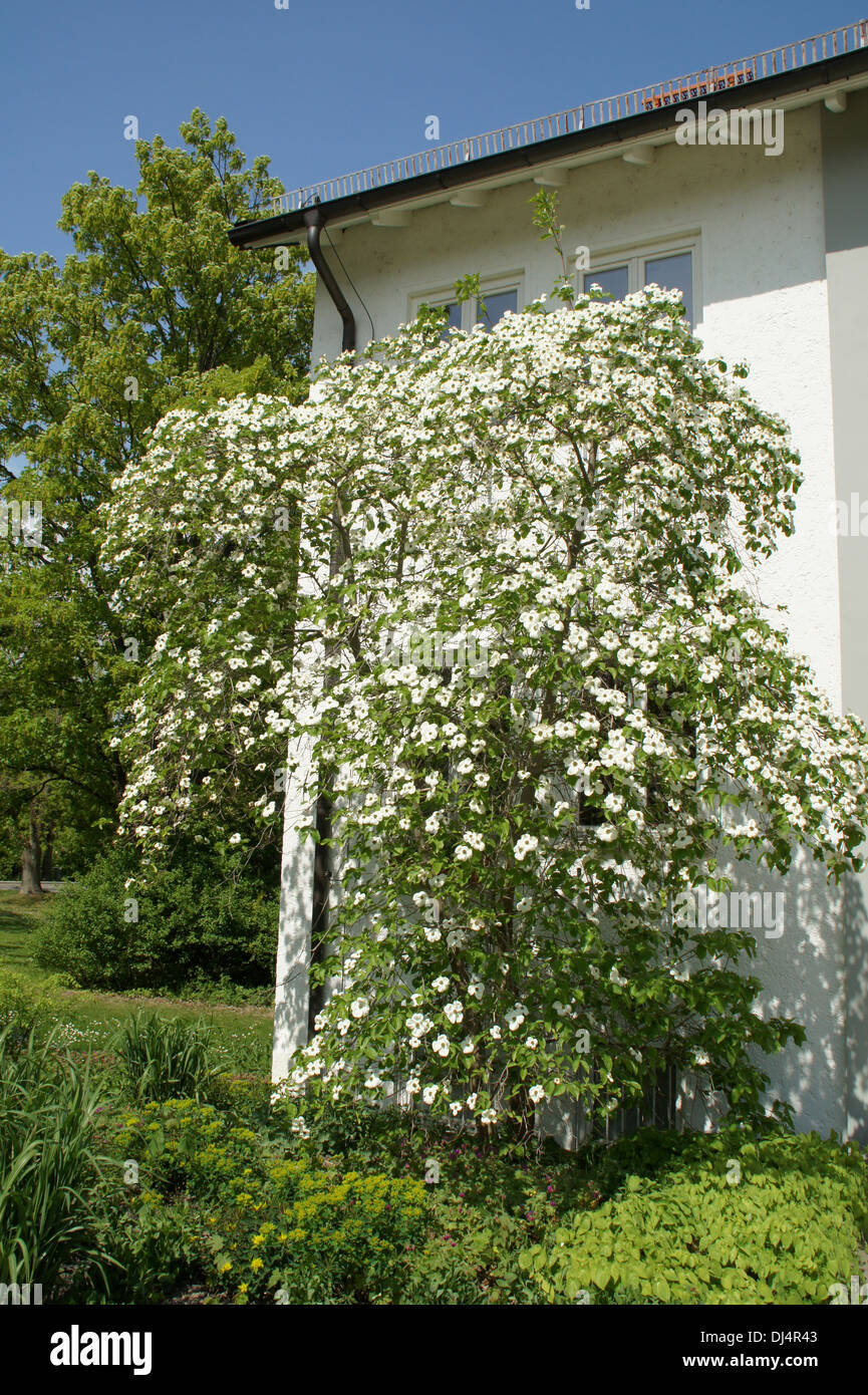 Pacific Dogwood Stock Photo