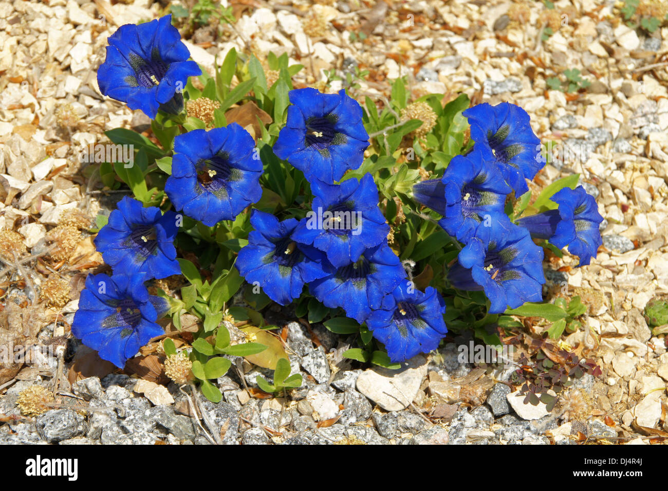 Small-leaved Gentian Stock Photo