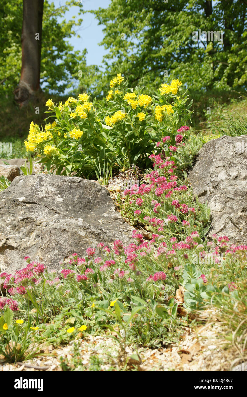 Wallflower, Vulneraria montana Stock Photo