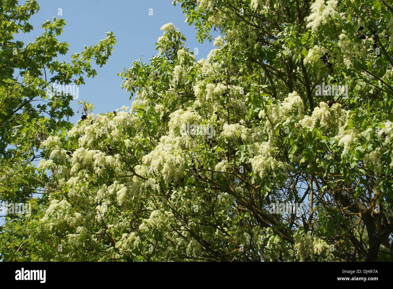 Manna Ash Stock Photo