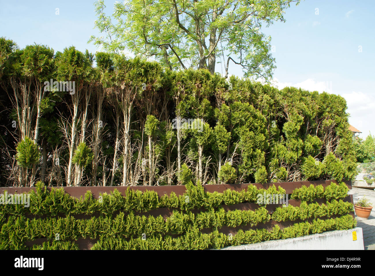 White Cedars, Hedge Stock Photo Alamy