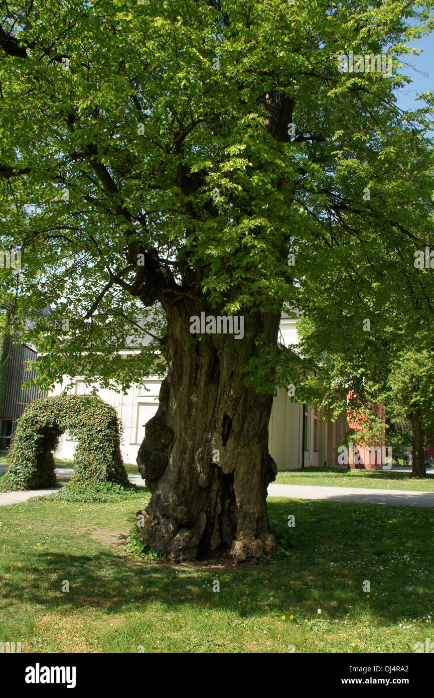 Samel Tree Tree for the samll garden hi-res stock photography and images - Alamy