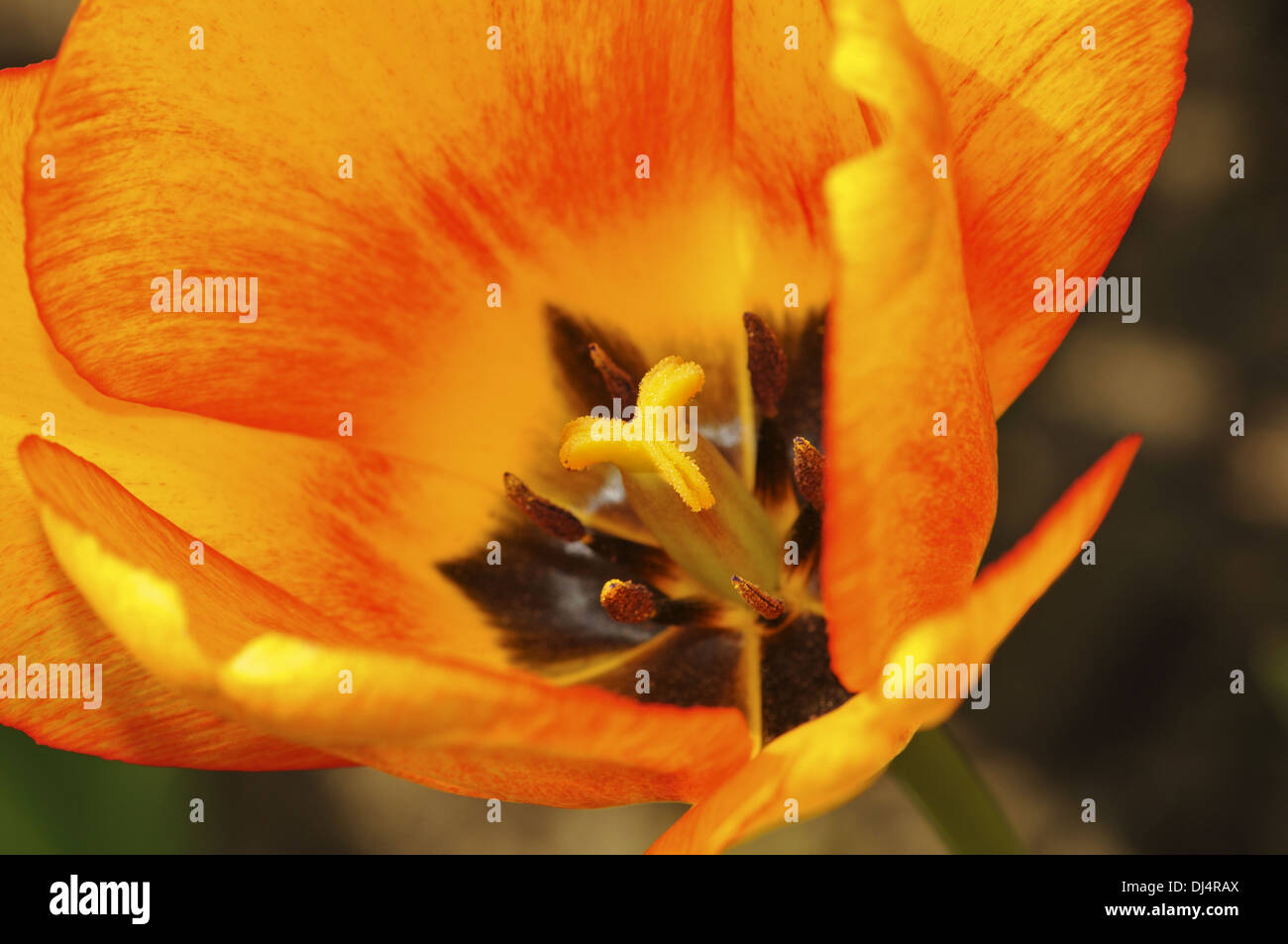 Tulip variety Blushing Apeldoorn Stock Photo - Alamy