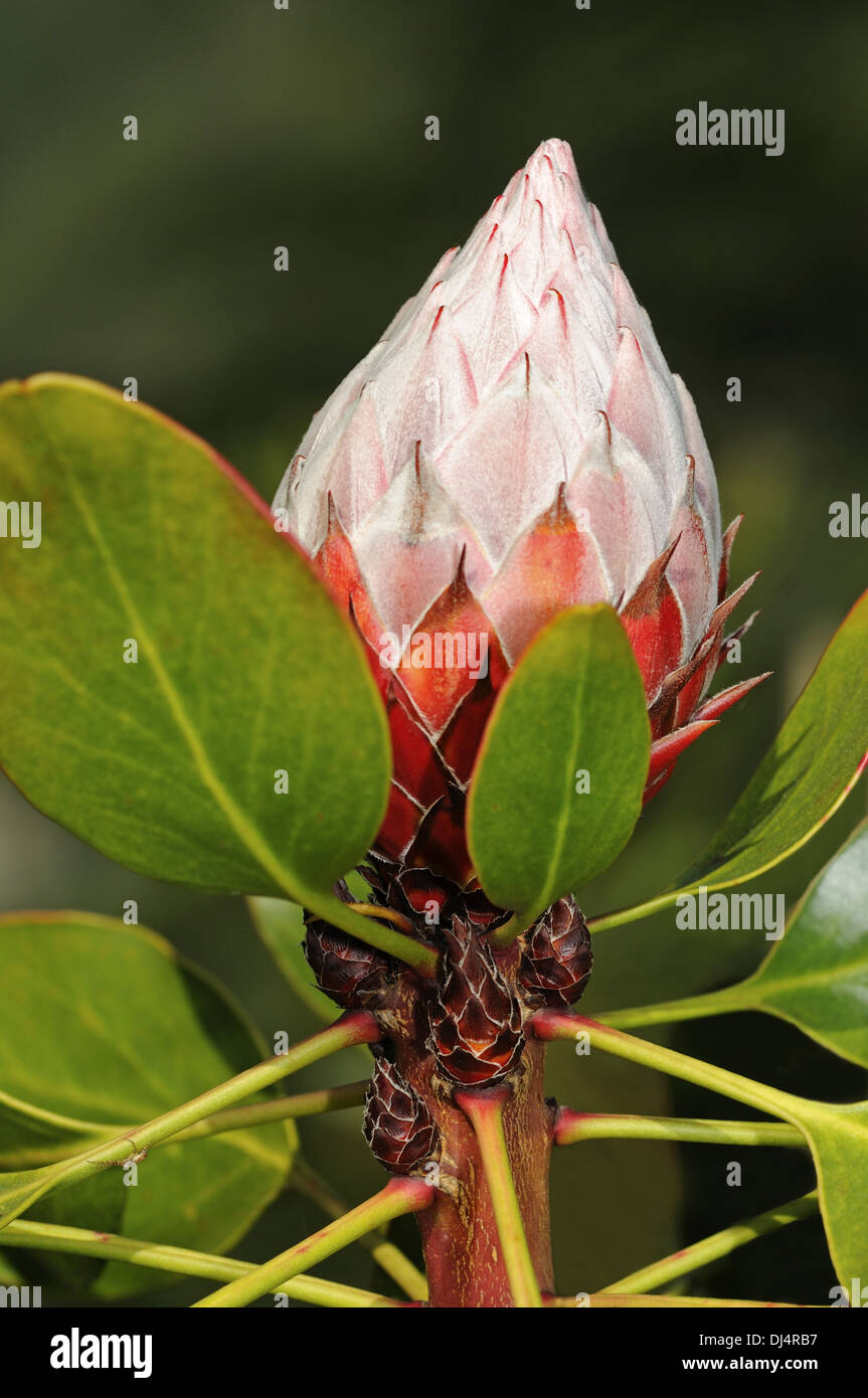 Flower bud of King Protea, South Africa Stock Photo