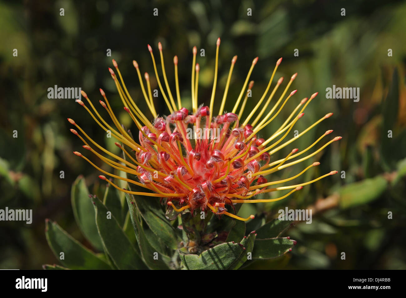 Leucospermum cordifolium, South Africa Stock Photo