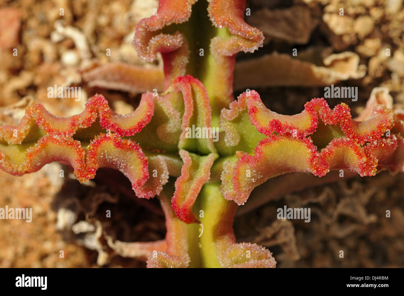 Mesembryanthemum barklyi, South Africa Stock Photo
