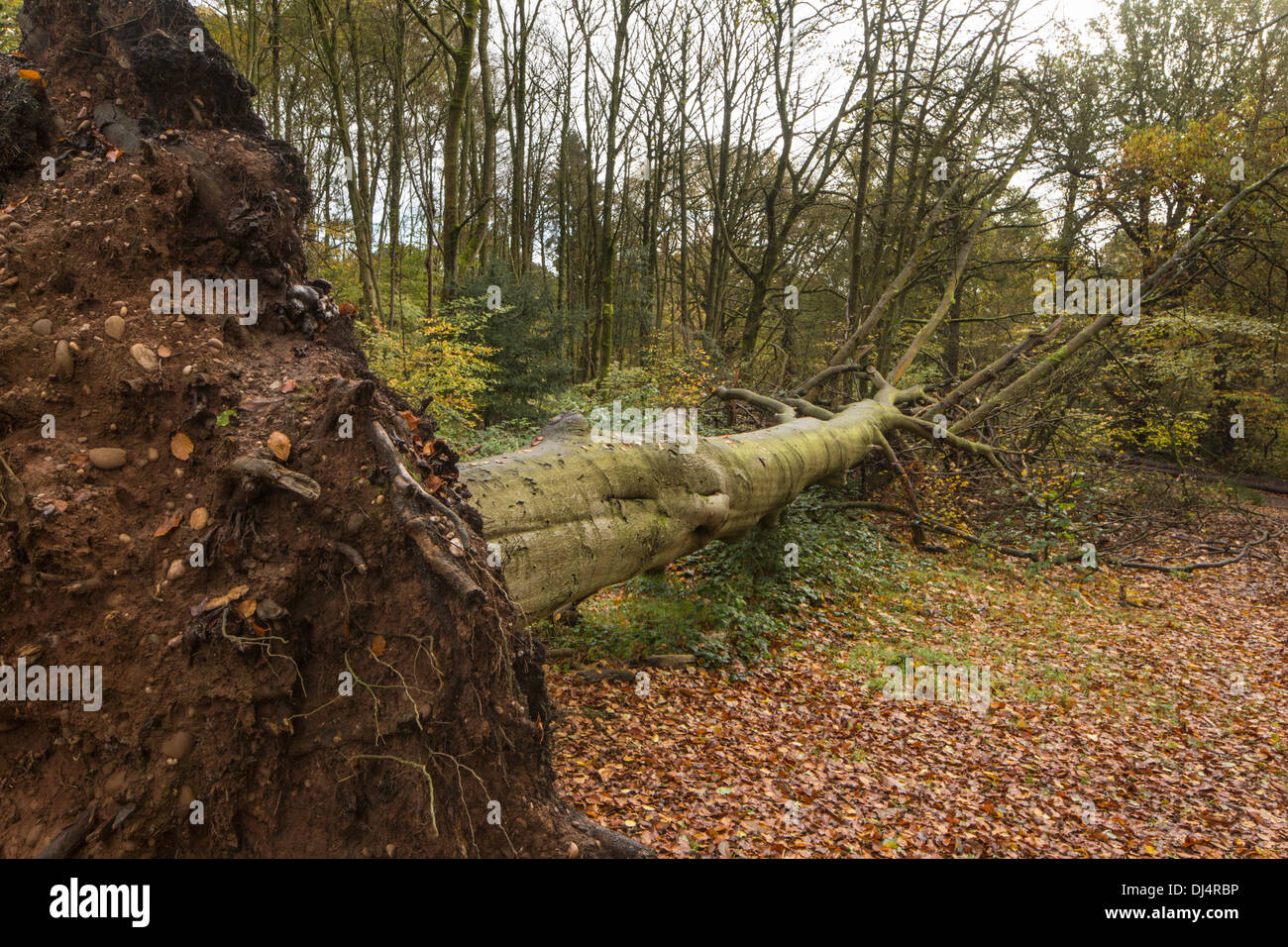 Fallen beech trees in an autumn wood, England, UK Stock Photo - Alamy