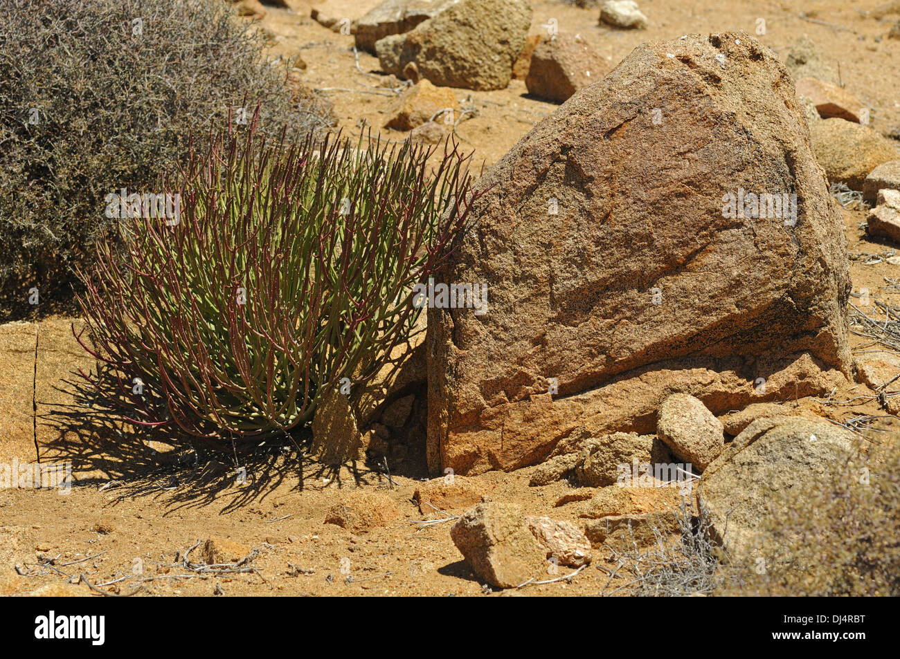 Euphorbia gregaria, Namaqualand, South Africa Stock Photo