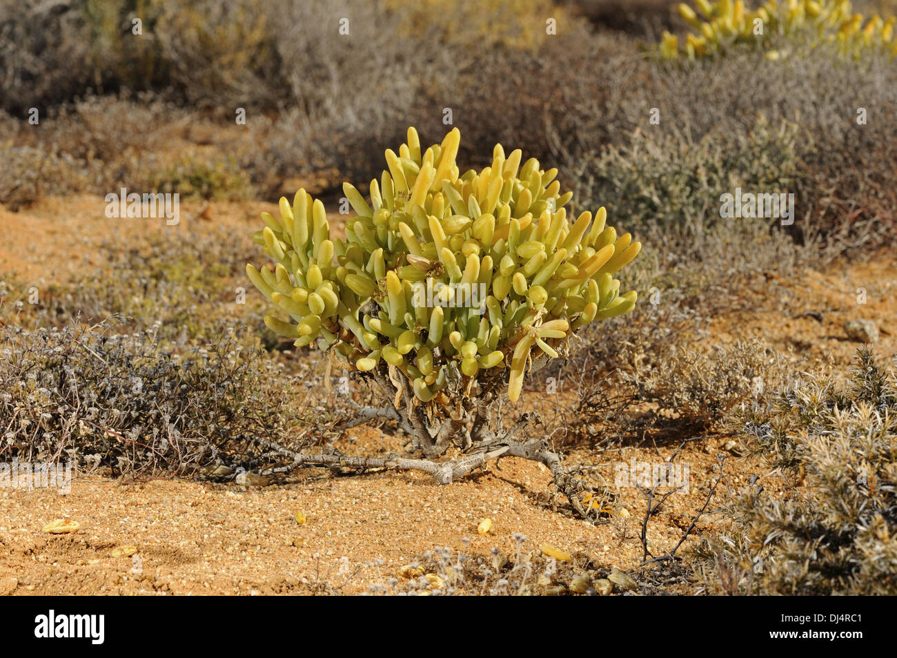 Augea capensis, Namaqualand, South Africa Stock Photo