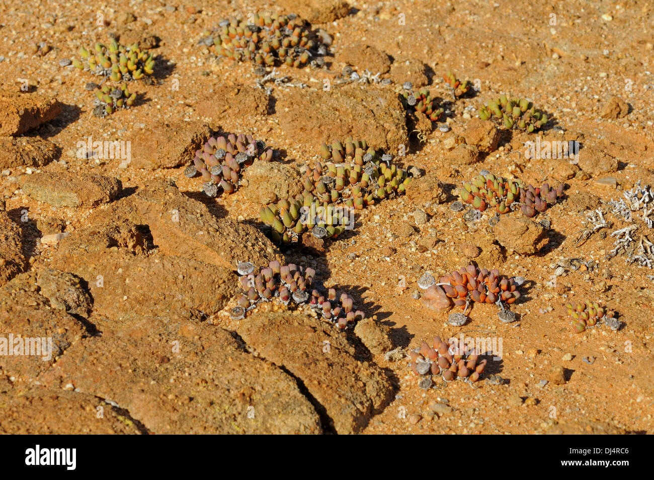 Cheiridopsis sp., Namaqualand, South Africa Stock Photo