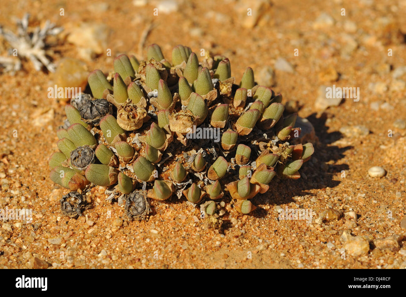 Cheiridopsis sp., Namaqualand, South Africa Stock Photo