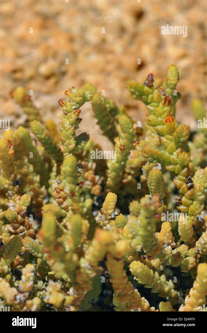 Crassula muscosa, Namaqualand, South Africa Stock Photo