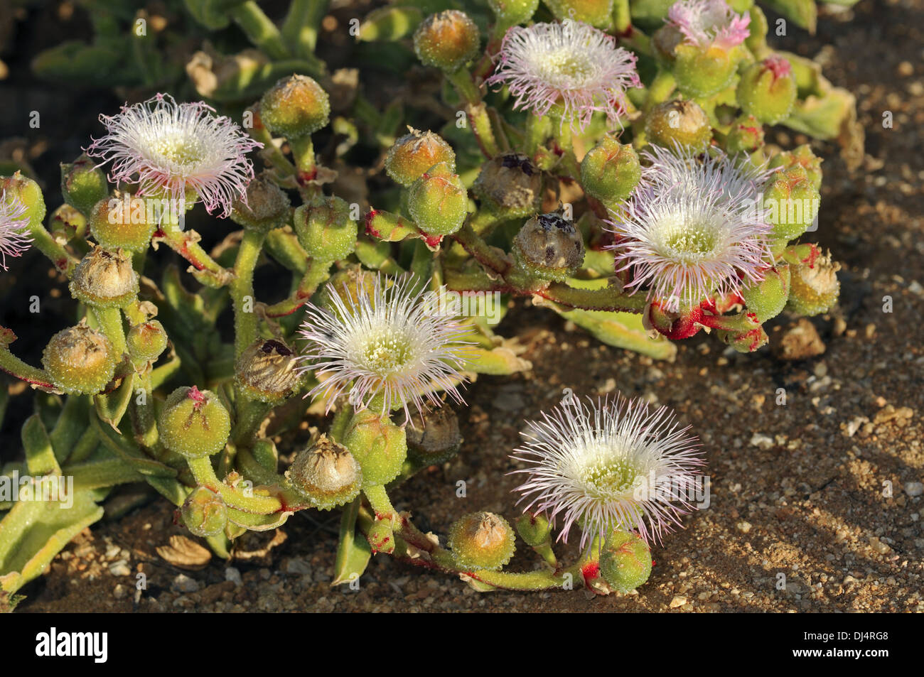 Mesmbryanthemum sp., Namaqualand, South Africa Stock Photo
