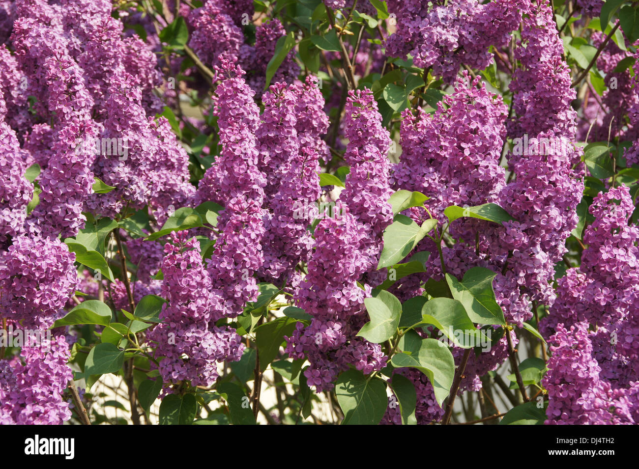 Lilac Stock Photo - Alamy